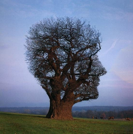 tree face.jpg