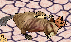 beaverboi375.PNG