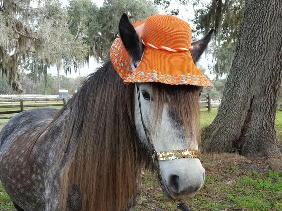 horse_with_hat_001.jpg