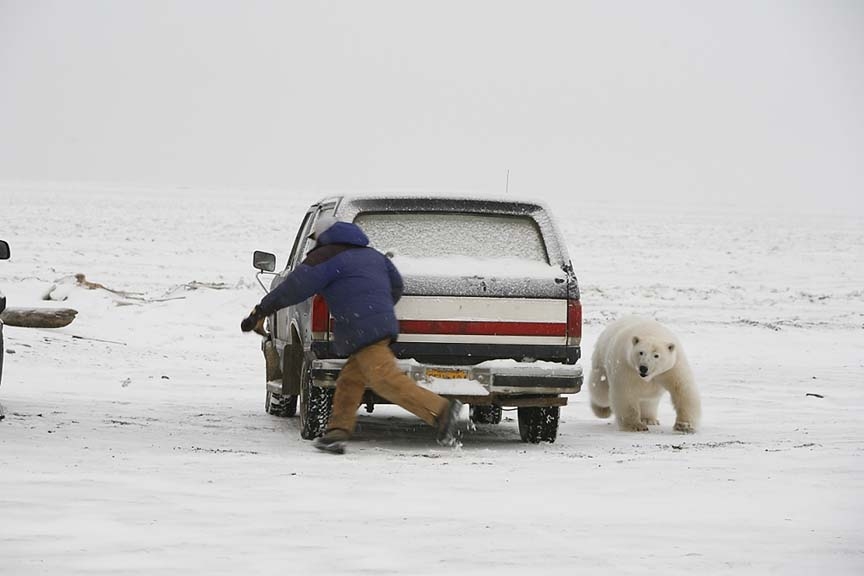 bear-chasing-driver-6.jpg