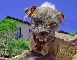 my cute dog.jpg