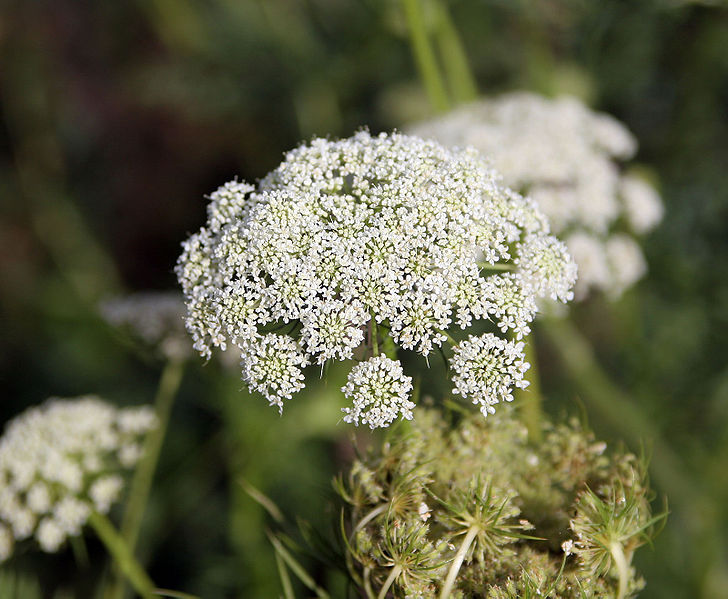carrot-flower.jpg