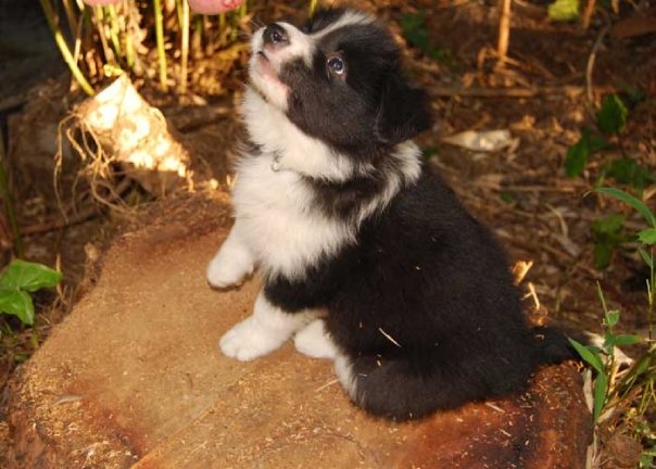 Mojo puppy1.jpg